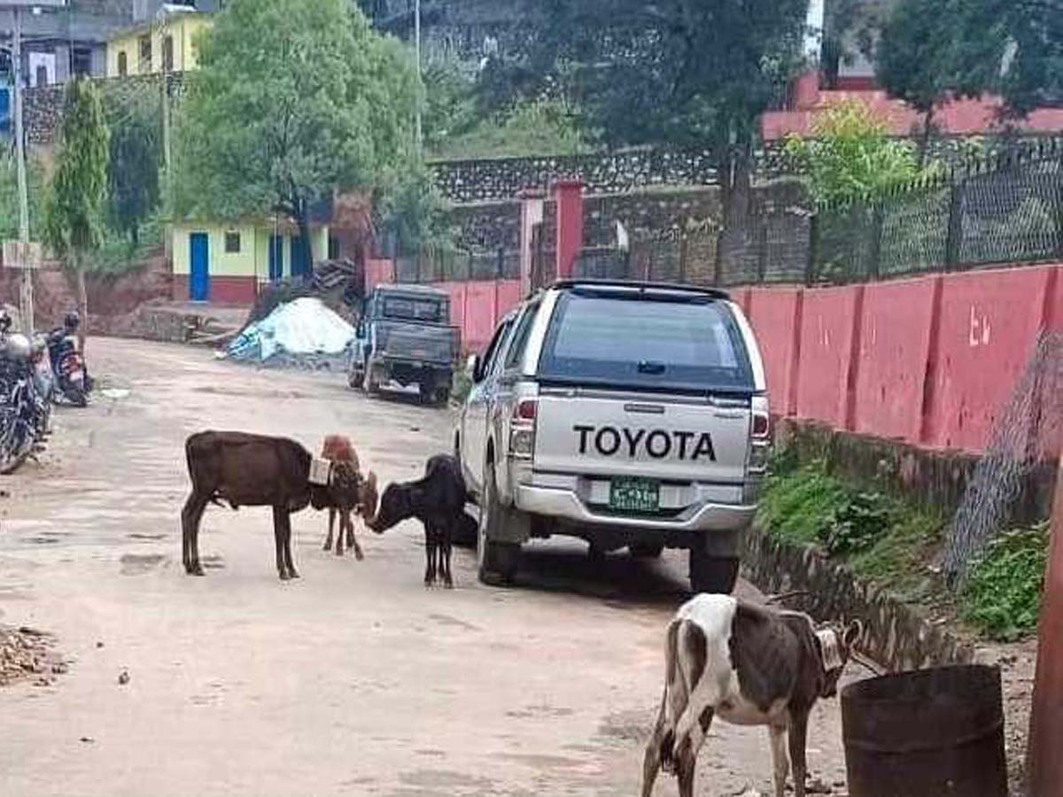 छाडा पशुचौपायाका कारण पाटनका व्यापारी हैरान, व्यवस्थापन गर्नुपर्ने माग 
